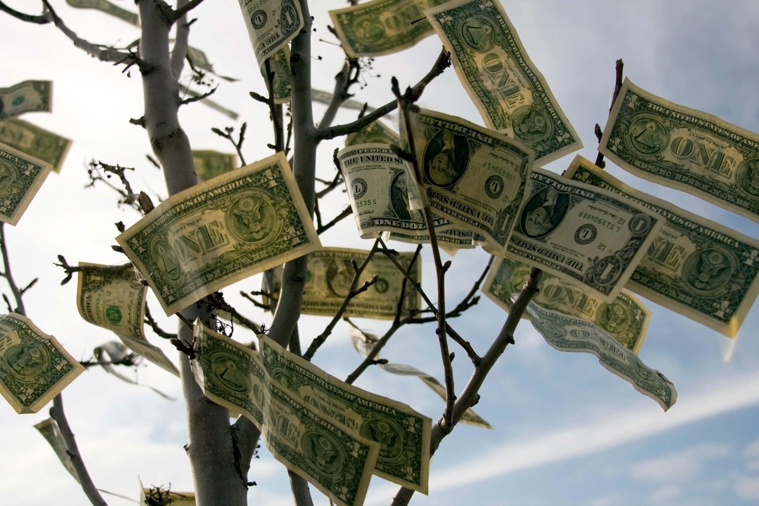 Money tree